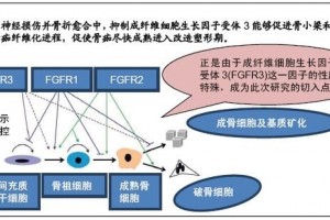 骨细胞构成过程中成纤维细胞生长因子受体3的调节作用及机制