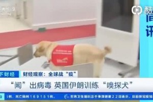 什么狗能嗅出新冠病毒英国测验练习嗅探犬期望6周内能够作业